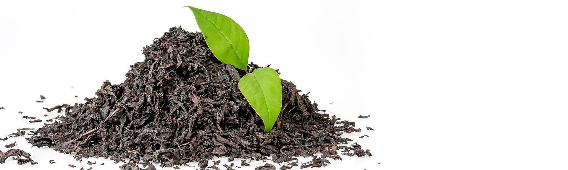 BLACK TEA