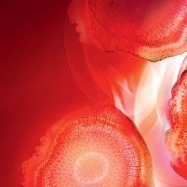 Ingredientes Ginseng