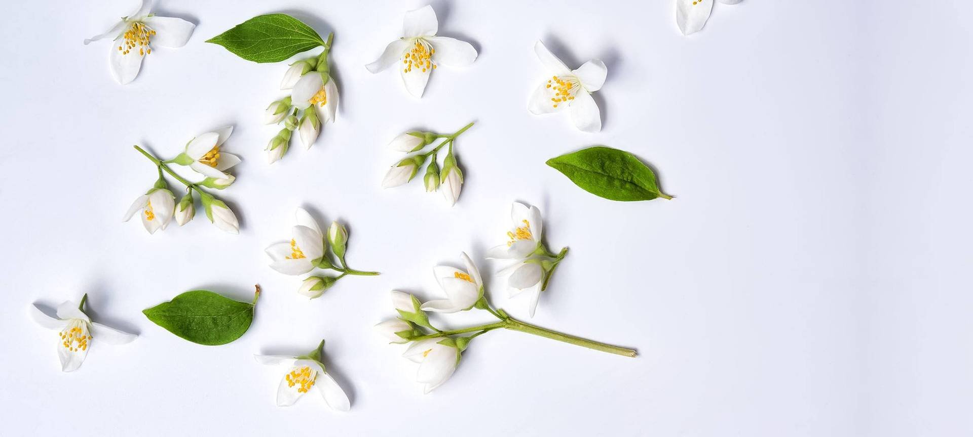 JASMIN