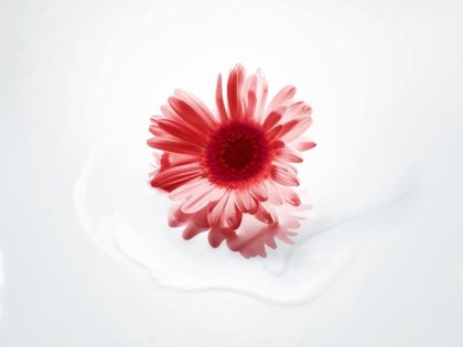 Haircare Elvive Cicacream Flor Rosa